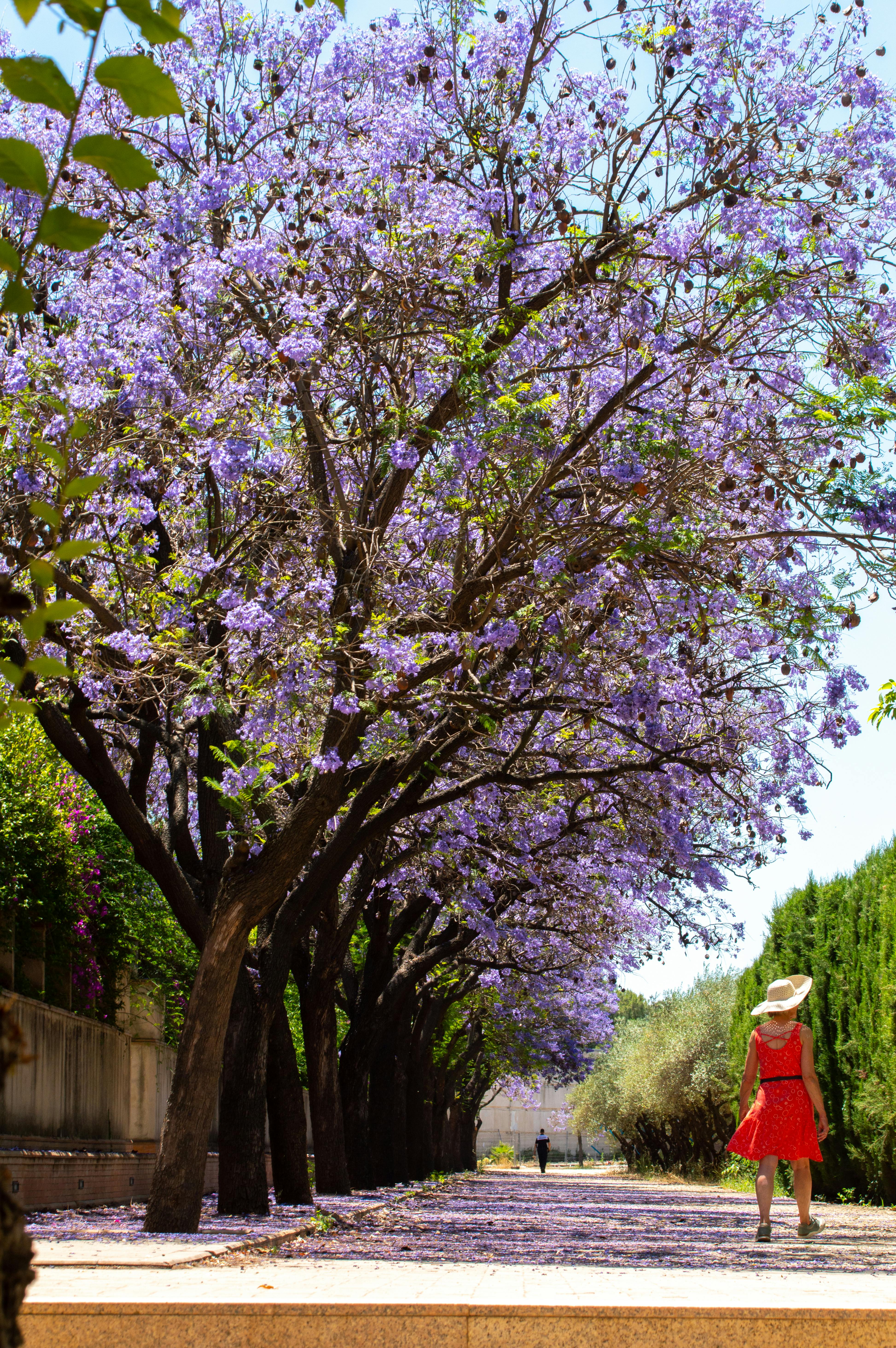a purple tree lined pathway and a woman walking away in a red dress